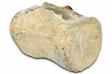 Fossil Dinosaur (Thescelosaurus) Caudal Vertebra - Montana #331250-1
